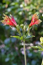 Image result for Alstroemeria pulchella