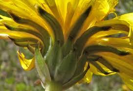 Image result for Taraxacum sp.