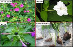 Image result for Mirabilis jalapa