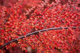 Image result for Cotoneaster