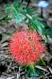 Image result for Scadoxus multiflorus