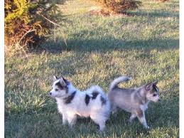 If you are looking to adopt or buy a pomsky take a look here! Pomsky Puppies For Free Adoption Abu Dhabi Dubai Classifieds