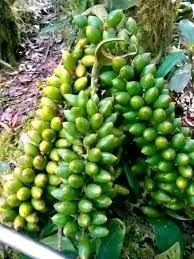 Image result for Swertia usambarensis