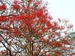 Image result for Hildegardia