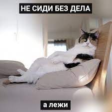 Мотивация от котиков | Блогер Besitzer на сайте SPLETNIK.RU 23 октября 2019  | СПЛЕТНИК