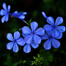 Pin On Scenery And Flowers