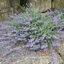 Arbuste persistant à fleurs bleues 68 liste de plantes grimpantes: Fleurs Violettes La Liste Des 30 Plus Belles Varietes