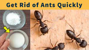 how to get rid of ants in your house fast simplest way to get rid of a get rid of ants rid of ants ants