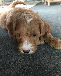 Maybe you would like to learn more about one of these? Wow Wow Labradoodles We Breed Multi Generational Australian Labradoodle Puppies In Houston Texas