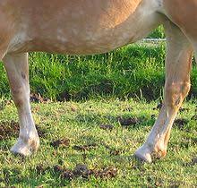 For more anatomy content please follow us and visit our. Chestnut Horse Anatomy Wikipedia