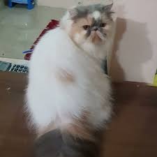 See more of jual kucing anggora dan persia peaknose on facebook. Jual Persian Peak Nose Pedigree Cat Kucing Persian Ras Asli Sertifikasi Kota Medan Sepatu High Quality Tokopedia