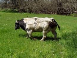 Pin By John Slaughter On Cowabunga Belgian Blue Cattle Beef Cattle Pet Birds