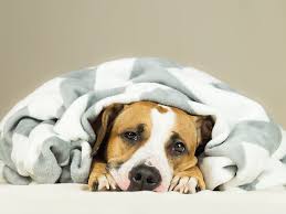 Options may include surgical treatment, combination therapy of surgery and chemotherapy, radiation. Bladder Cancer In Dogs