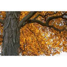 It is not a syrup made from tree sap. Hickory Trees For Sale Shagbark Hickory Tree For Sale Chief River Nursery