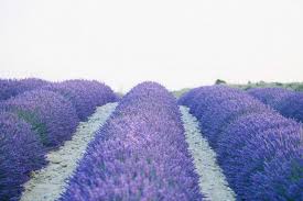 Check spelling or type a new query. The Ultimate Guide To Lavender Wedding Ideas Love Lavender