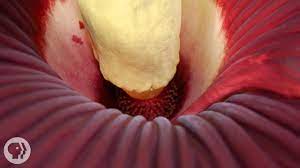 The Corpse Flower Looks Like Raw Meat And Smells Like A Dead Rat Blog Nature Pbs