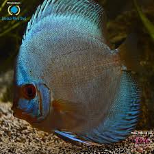 Nouvel Arrivage De Discus Regulierement Situes A Carignan Quebec Pres De Chambly Info Discusrivesud Gmail C Discus Fish Beautiful Fish Discus Aquarium