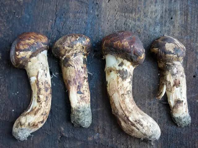 Matsutake Mushrooms: Everything You Need To Know