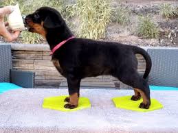 Check spelling or type a new query. Joie De Vie Beaucerons Has Beauceron Puppies For Sale In Henderson Nv On Akc Puppyfinder Akc Puppies For Sale Beauceron