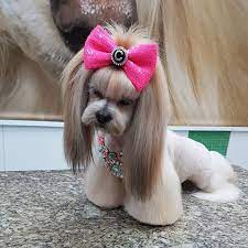 Top 10 Popular Shih Tzu Haircuts 30 Pictures Page 8 Of 10 The Paws Dog Grooming Styles Creative Grooming Dog Grooming