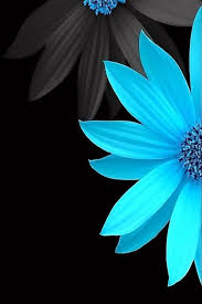 Black Turquoise Blue Flower Wallpaper Spring Flowers Wallpaper Flower Wallpaper