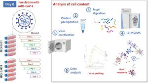 Vero e6 cells show some contact inhibition, so are. Shotgun Proteomics Of Sars Cov 2 Infected Cells And Its Application To The Optimisation Of Whole Viral Particle Antigen Production For Vaccines Biorxiv
