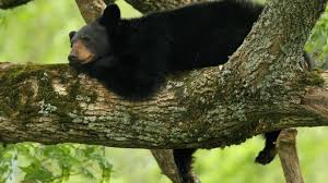 What is the largest primate on the planet? Only An Animal Expert Can Get All Of These Questions Right Can You Zoo