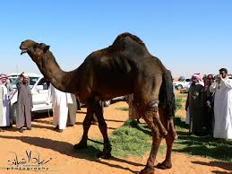 منتدى سفاري للسفر و السياحة