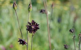 Synonyms aquilegia vulgaris 'black barlow'. Aquilegia Vulgaris Hybride Black Barlow Spornlose Akelei