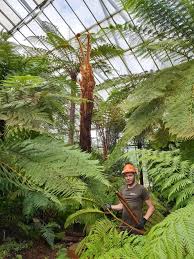 Image result for Cyathea cf. humilis