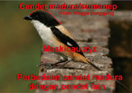 #pentet cendet gacor mp3,cendet gacor masteran,cendet gacor full,cendet gacor buat masteran,suara burung pentet buat. Wildlife Fotografer Posts Facebook
