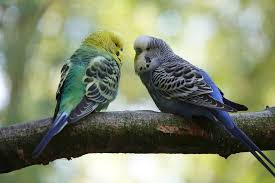 Budgies are bred in captivity with colouring of blues, whites, yellows, greys, and eve. Der Wellensittich Tierisch Verliebt De