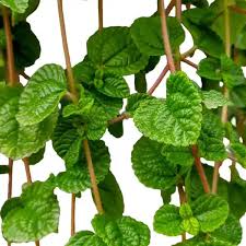 Image result for Pilea rivularis