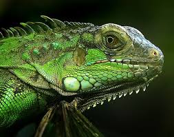 Iguana Green Iguana Green Animals Green Iguana Iguana