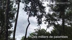 Maison d'hôtes au sud du département de la gironde. Chasse Palombes Palombiere Dans Les Landes Youtube