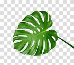 Download this premium photo about green leaf isolated on white background, and discover more than 8 million professional stock photos on freepik. Green Aesthetic Green Leaf Transparent Background Png Clipart Green Aesthetic Transparent Flowers Leaf Illustration