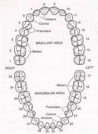Tooth Identification Chart Yahoo Image Search Results