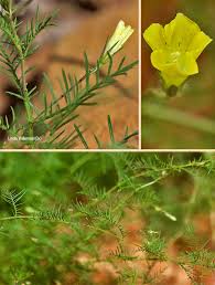 Image result for Xenostegia pinnata