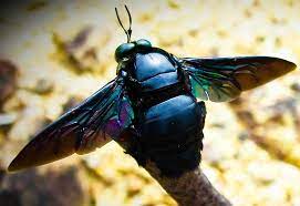 A big black bug bit a big black bear, made the big black bear bleed blood. Carpenter Bee From Borneo What S That Bug