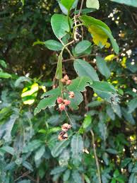 Image result for Tetracera