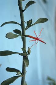 Image result for Loranthaceae