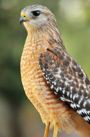Birds Of Prey Central Florida A Proud Red Tailed Hawk Tampa Fl C 2013 Billy Montana Images All Rights Reserved