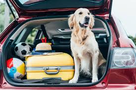 Hundegeruch Aus Auto Entfernen Anleitung Mit 6 Tricks