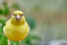 Kelakukan hewan menggemaskan tak hanya didapat dari kucing saja. 8 Jenis Burung Peliharaan Yang Mudah Dirawat Dan Cocok Bagi Pemula