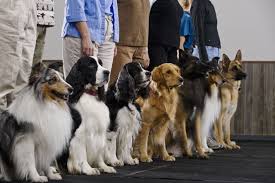 Start with the treats close to the door. Dog Trainer Certification Programs