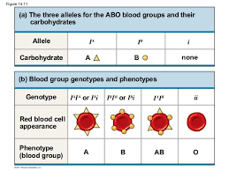 Regular Bio Blood Types Codominance