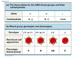 advanced biology blog abo blood types