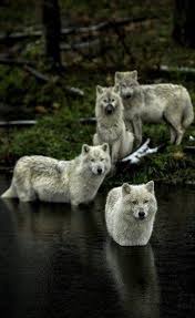 Almost A Story Idea For 4 Brothers Sisters Animals Wolf Love Animals Beautiful