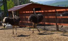 Apr 04, 2019 · descriere: Locuri De MuncÄƒ La Ferma De StruÈ›i Germania Germania Info