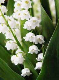 Marie claire le symbole traditionnel du 1er mai, le brin de muguet, est très vert cette année. Carte Brin De Muguet Envoyer Une Carte 1er Mai Des 0 99 Merci Facteur